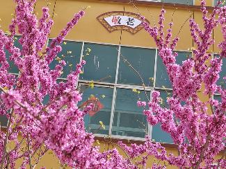 养老院春日一角