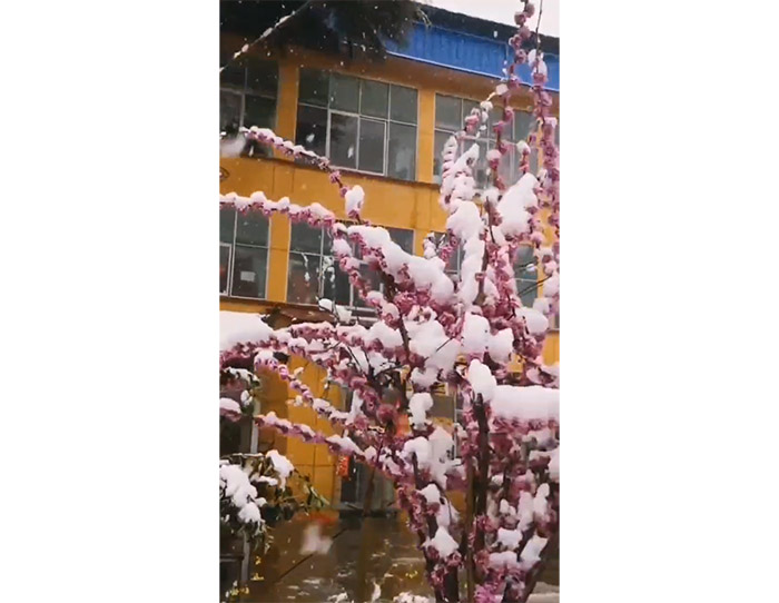 洛阳馨乐园养老院-三月桃花雪