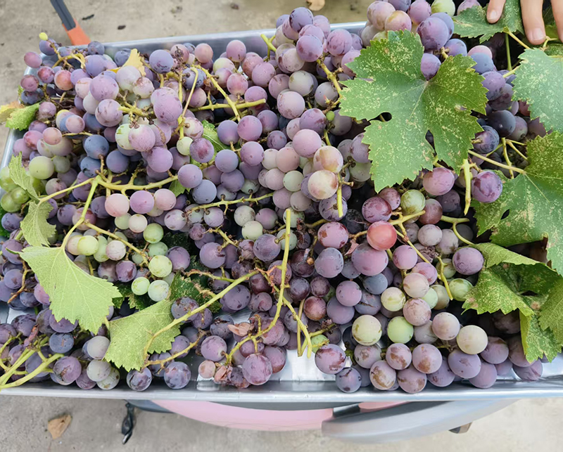 馨乐园养老院老人活动